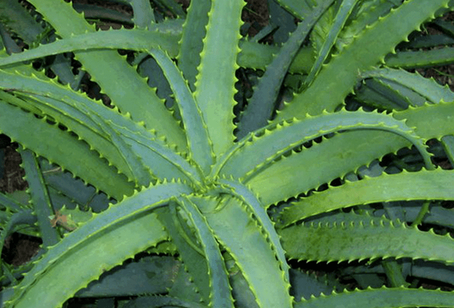 Kalanchoe trata as enfermidades masculinas