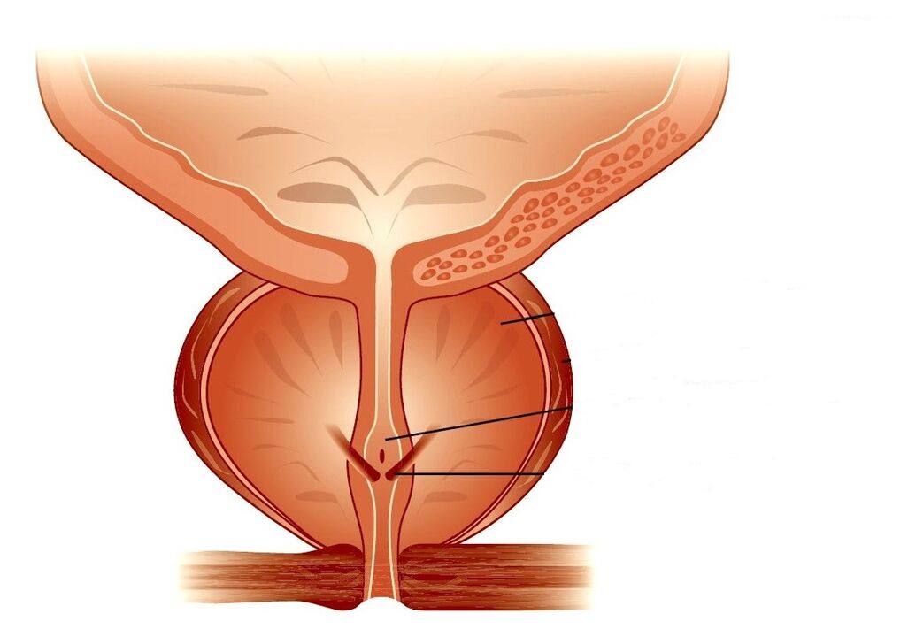 Estrutura da próstata e prostatite crónica